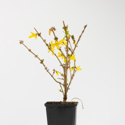Forsythia