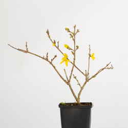 Forsythia