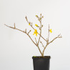 Forsythia