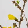 Forsythia