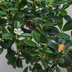 Cotoneaster spp.