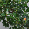 Cotoneaster spp.