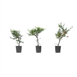 Cotoneaster spp.