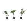 Cotoneaster spp.