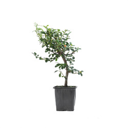 Cotoneaster spp.