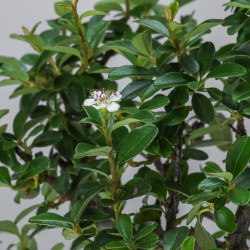 Cotoneaster spp.