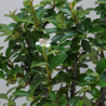 Cotoneaster spp.