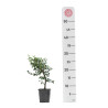 Cotoneaster spp.