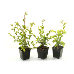 Zelkova nire