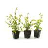 Zelkova nire