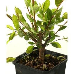 Zelkova nire