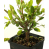 Zelkova nire