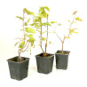 Carpinus turczaninowii