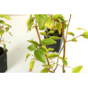Carpinus turczaninowii