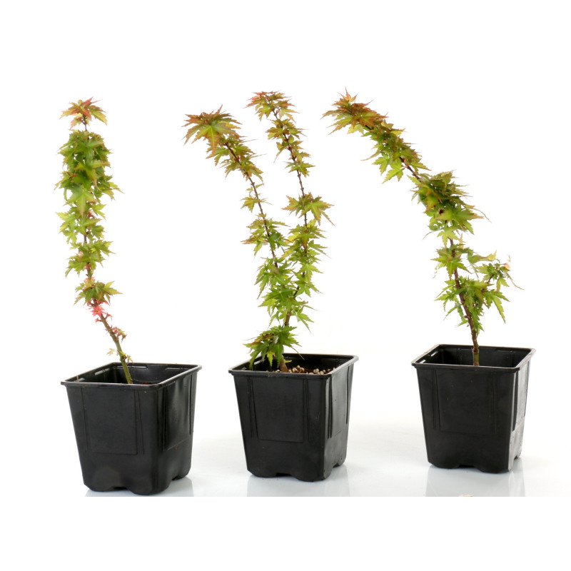 Acer palmatum shishigashira