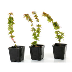 Acer palmatum shishigashira
