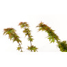 Acer palmatum shishigashira