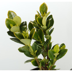 Gardenia jasminoides