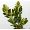 Gardenia jasminoides