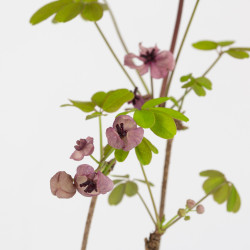 Akebia quinata
