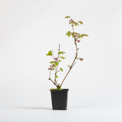 Akebia quinata