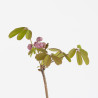 Akebia quinata
