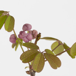 Akebia quinata