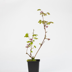 Akebia quinata