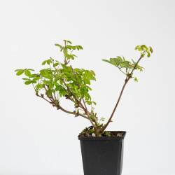 Akebia quinata