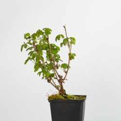 Akebia quinata