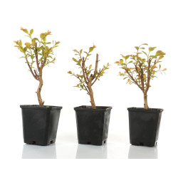 Lagerstroemia indica