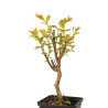 Lagerstroemia indica