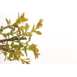 Lagerstroemia indica