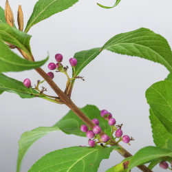 Callicarpa japonica