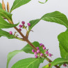 Callicarpa japonica