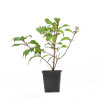 Callicarpa japonica