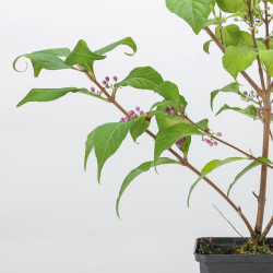 Callicarpa japonica