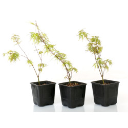 Acer palmatum seiryu