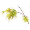 Acer palmatum seiryu