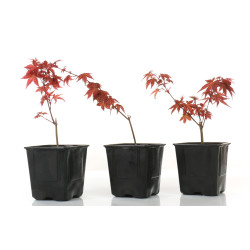 Acer palmatum deshojo
