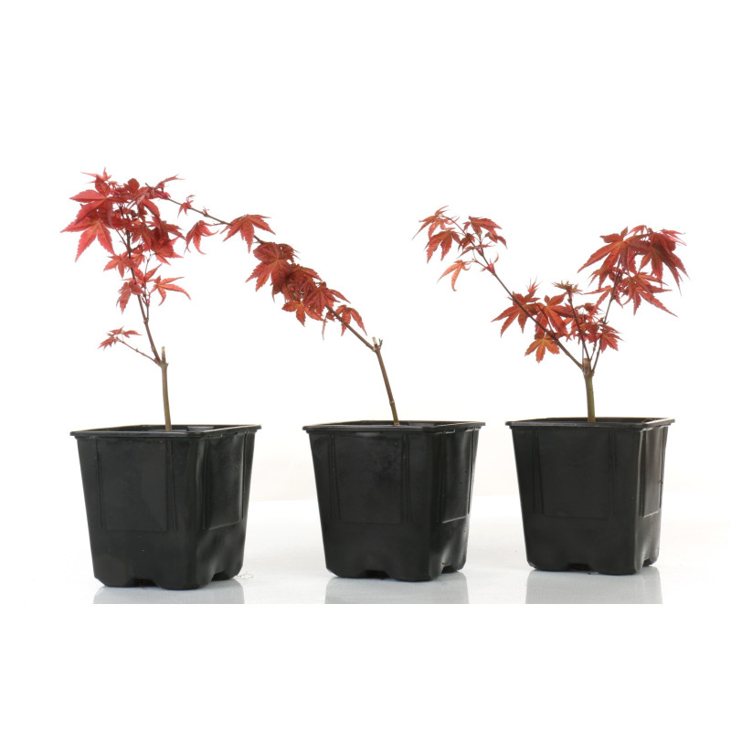 Acer palmatum deshojo