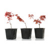 Acer palmatum deshojo