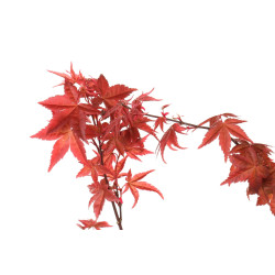 Acer palmatum deshojo