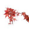 Acer palmatum deshojo