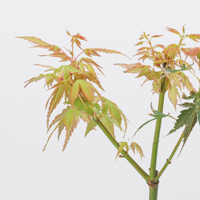 Acer palmatum Katsura