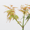 Acer palmatum Katsura