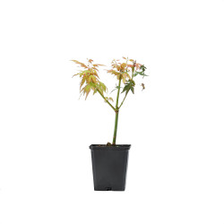 Acer palmatum Katsura
