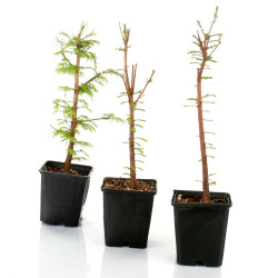 Taxodium