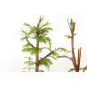 Taxodium