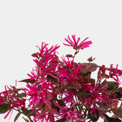 Loropetalum chinensis